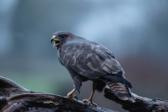 Birds of Prey