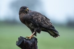 Birds of Prey