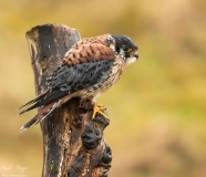 Birds of Prey