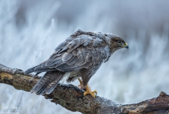 Birds of Prey
