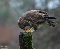 Birds of Prey