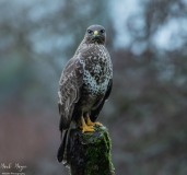 Birds of Prey