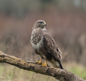 Birds of Prey