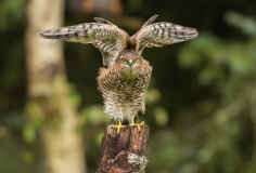 Birds of Prey