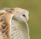Birds of Prey
