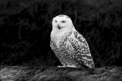 Birds of Prey