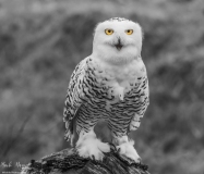 Birds of Prey