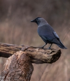 Large Birds