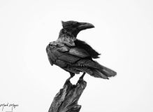Large Birds