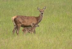 Large Mammals