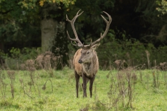 Large Mammals