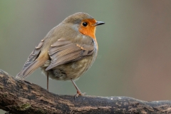 Small Birds