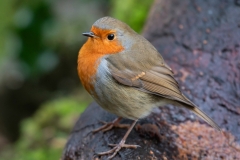 Small Birds