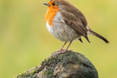 Small Birds