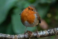 Small Birds