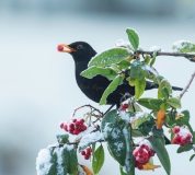 Small Birds