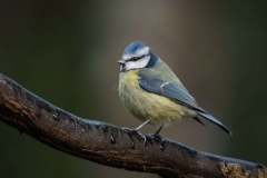 Small Birds