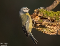 Small Birds