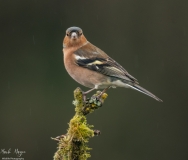 Small Birds