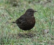 Small Birds
