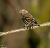 Small Birds