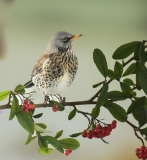 Small Birds