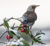 Small Birds