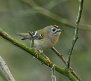 Small Birds