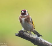 Small Birds