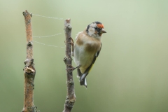 Small Birds