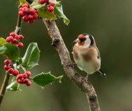 Small Birds