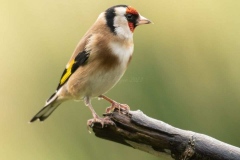 Small Birds