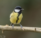 Small Birds