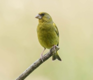 Small Birds