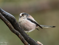 Small Birds