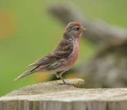 Small Birds