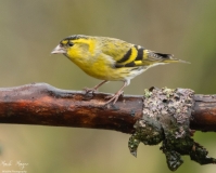 Small Birds