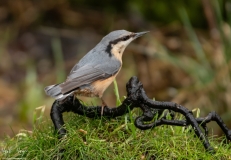 Small Birds