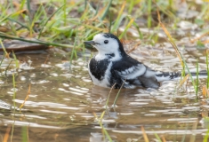 Small Birds