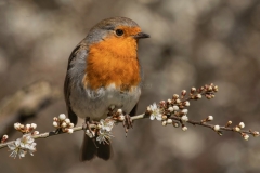 Small Birds