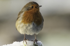 Small Birds