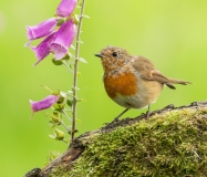 Small Birds