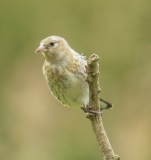 Small Birds