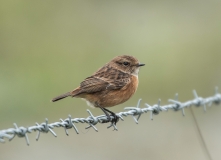 Small Birds