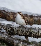 Small Birds