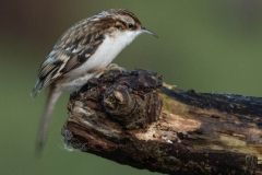 Small Birds