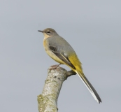 Small Birds