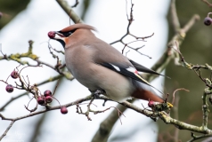 Small Birds