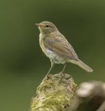 Small Birds