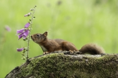Small Mammals